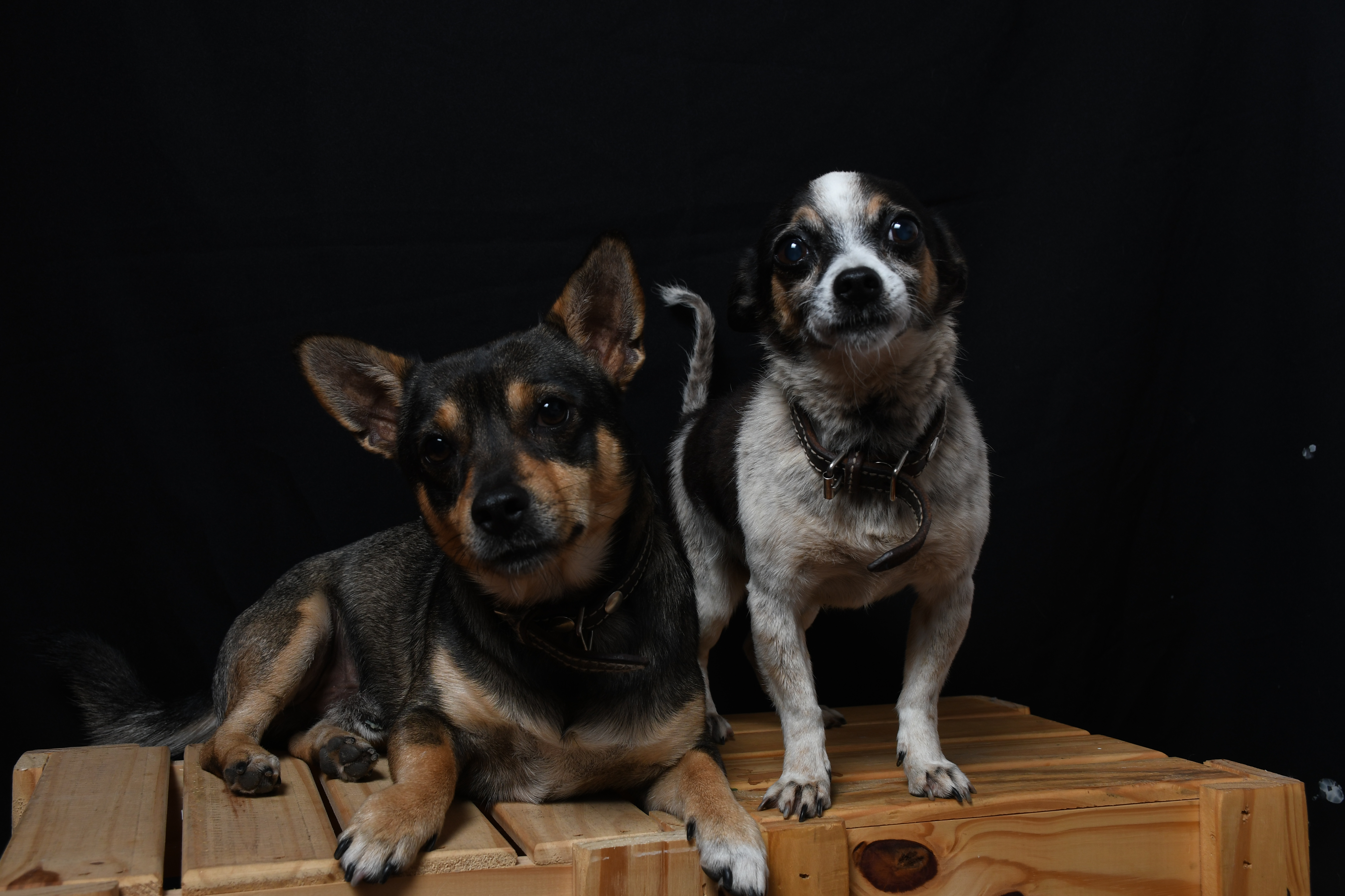 Sesiones de mascotas